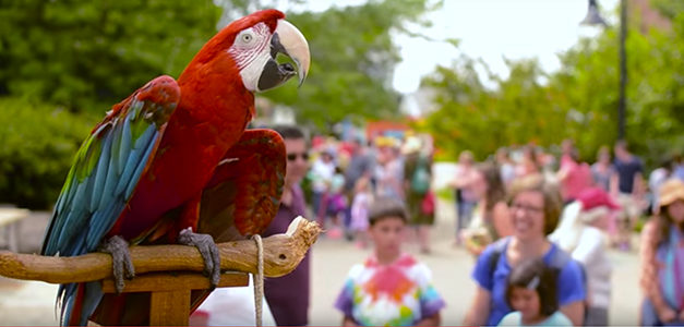Local Green-Winged Macaw, Charlie, Turns 39 And Launches Fundraising Book