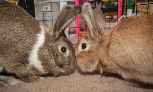 It’s Not Just a Dog or Cat Choice: Consider Getting a Rabbit!