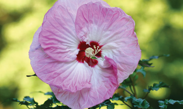 InBloom: Hardy Hibiscus Add Tropical Touch to Midwestern Gardens