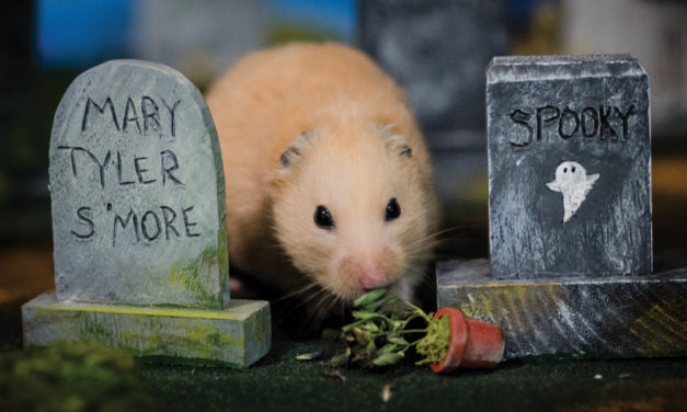 The Pipsqueakery—A Rescue Center for Homeless Hamsters (VIDEO/PHOTO GALLERY)