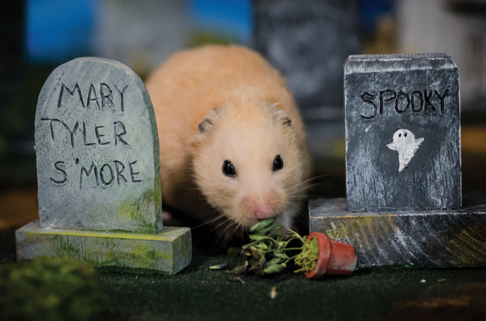 The PipsqueakeryâA Rescue Center for Homeless Hamsters (VIDEO/PHOTO GALLERY)