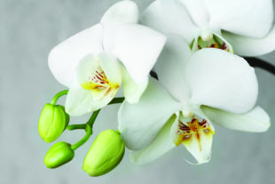 Potted flowering plants, like orchids, are an alternative to roses on Valentine’s Day. Photo by istockphoto.com/LeitnerR