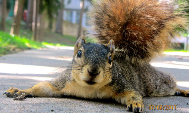 Join the Club! Get to Know A Squirrel (PHOTO GALLERY)