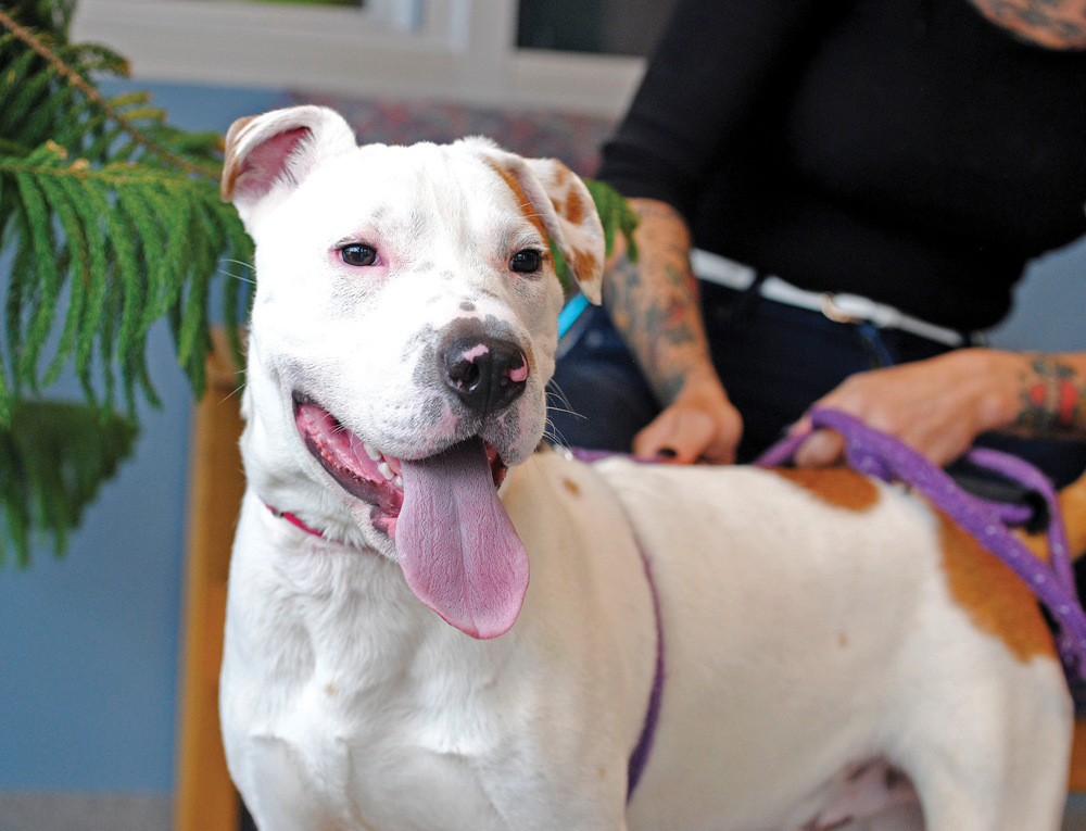 Spike, the ribbon-cutting assistant at the animal shelter re-opening, recently found his forever home. Photo by Nicole McPheeters