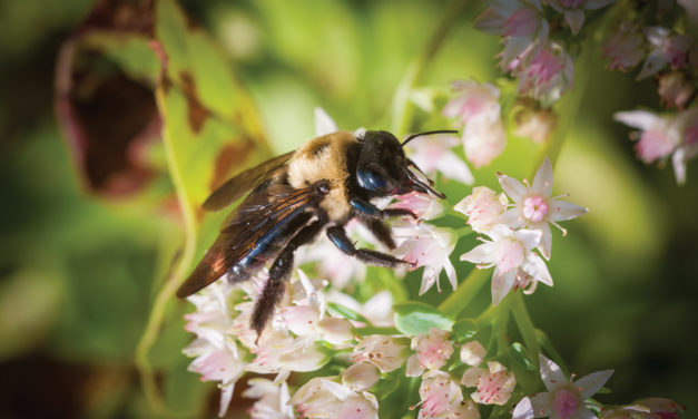 Bumble Bee Watch, Science for True Bee-lievers