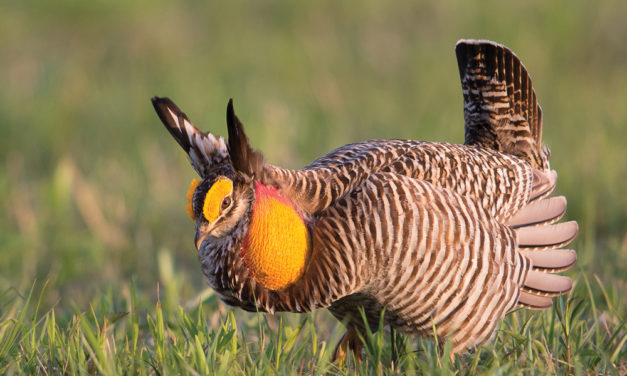 ‘Endangered and Disappearing Birds of the Midwest’