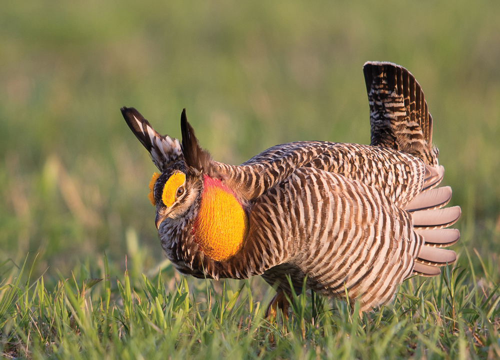 Greater prairie-chicken. Photos by Matt Williams from Endangered and Disappearing Birds of the Midwest. Provided courtesy of Indiana University Press