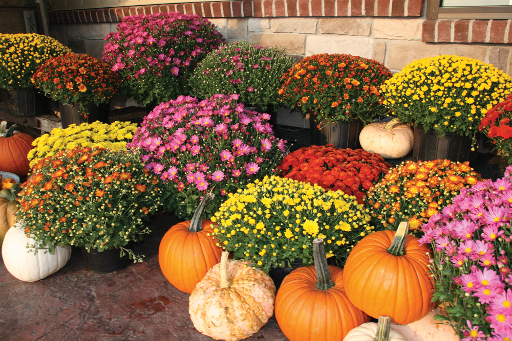 Fall, Autumn, pumpkins, gourds and colorful mums. Photo by istock.com/SheilaYarger