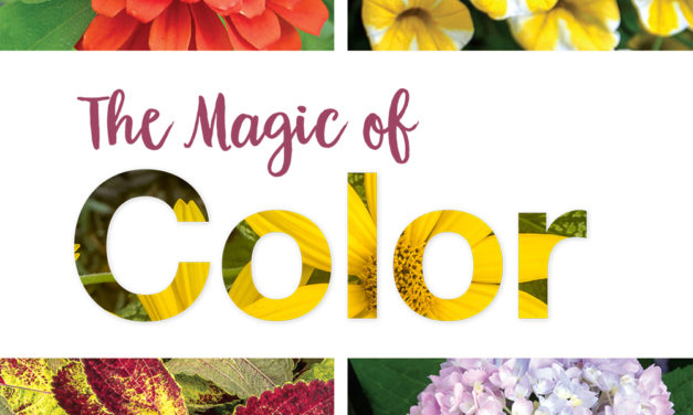 The Magic of Color