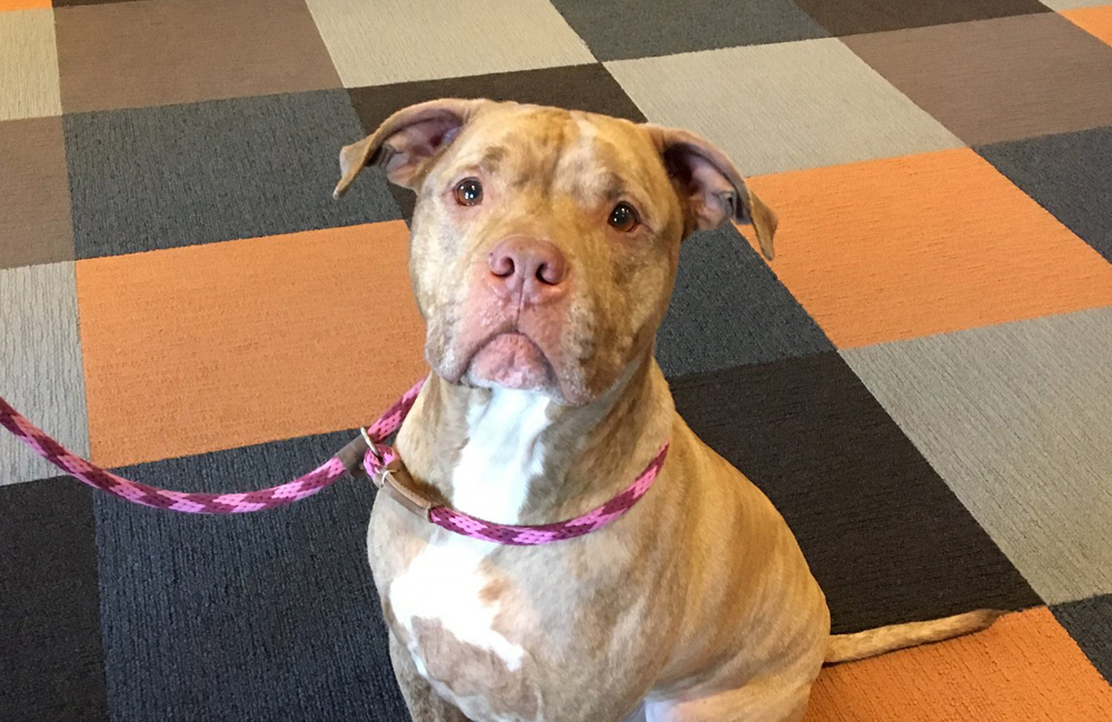 Brown County Humane Society Delivers Food, Supplies & Help