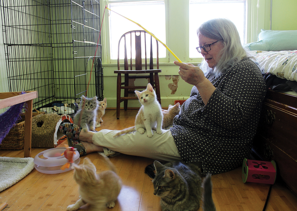Volunteers Save Lives Fostering Baby Animals