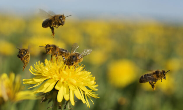 New State Law Gives Beekeepers a Boost