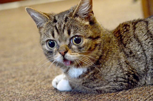 (UPDATE) In Memoriam: Lil Bub, The Most Amazing Creature on the Planet