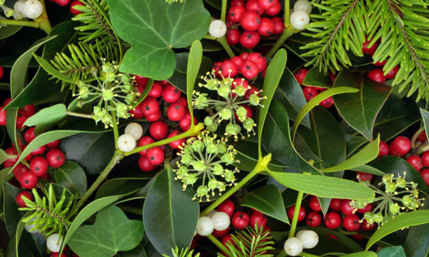 Holly, Ivy & Mistletoe: Natural Holiday Décor