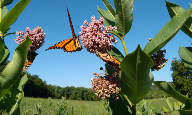 Fighting Invasive Species  Takes Community Effort