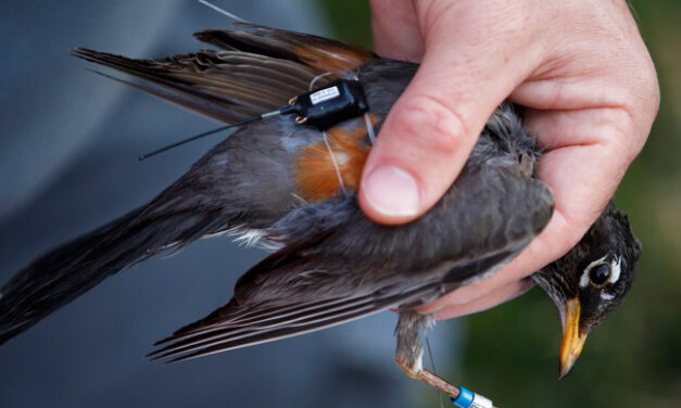 Robins with Tiny Backpacks Help Monitor Climate Change