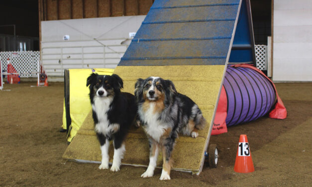 Local Agility Club Helps Dogs and People to Bond