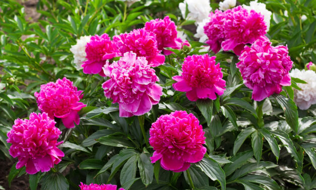 InBloom: Indiana’s Lush & Lovely State Flower—the Peony