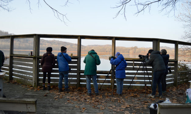 Sassafras Audubon Society: Bird Activists for 50 Years