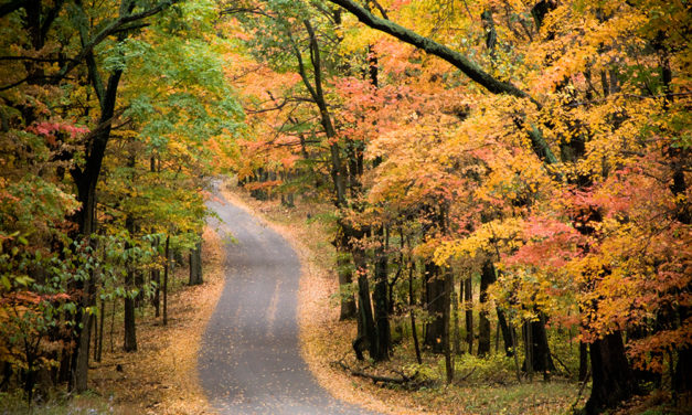 The Best Places to See Colorful Fall Leaves in Bloomington and Beyond (PHOTO GALLERY)