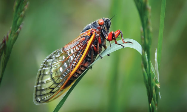 Look Out, Here They Come! Billions of Cicadas to Emerge in May