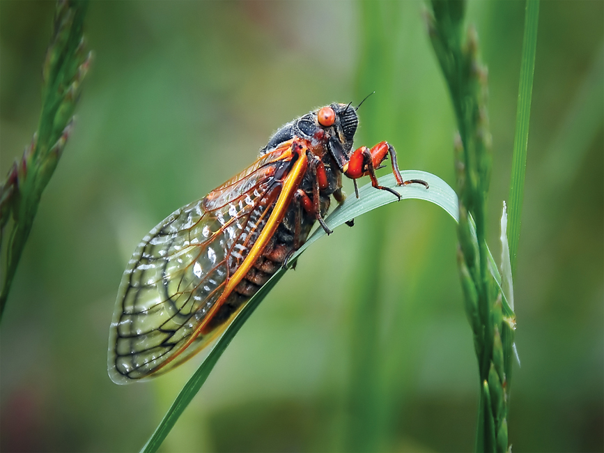 Look Out, Here They Come! Billions of Cicadas to Emerge in May