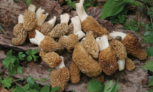 My Plate or Yours: A Woman and Her Morels
