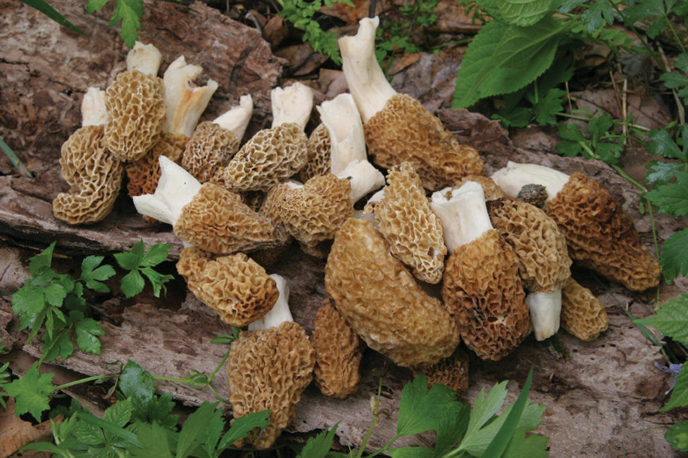 My Plate or Yours: A Woman and Her Morels
