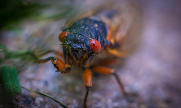 (UPDATE) PHOTO GALLERY: The Great Bloomington Cicada Beauty Contest