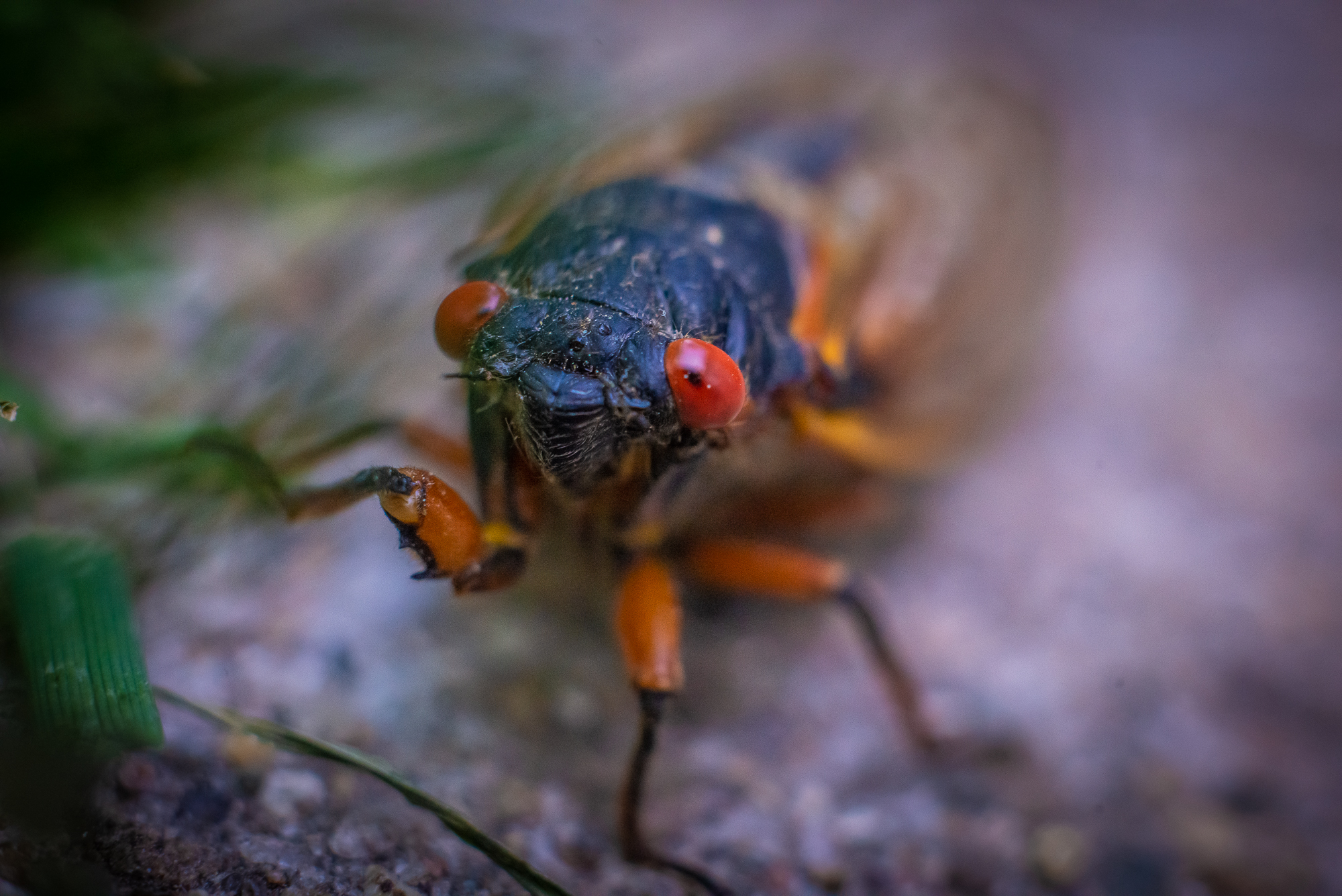 (UPDATE) PHOTO GALLERY: The Great Bloomington Cicada Beauty Contest