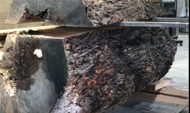 Bluestone Tree Repurposes 200-Year-Old Bloomington Ash Tree (VIDEO)