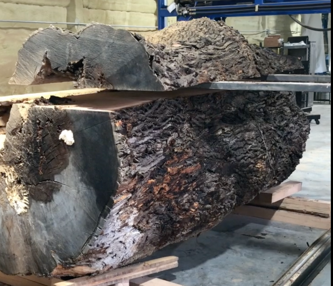 Bluestone Tree Repurposes 200-Year-Old Bloomington Ash Tree (VIDEO)