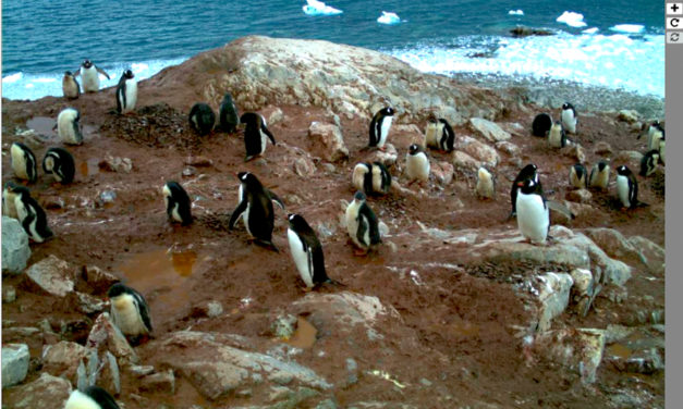 Citizen Scientist: Stay Cool with ‘Penguin Watch’