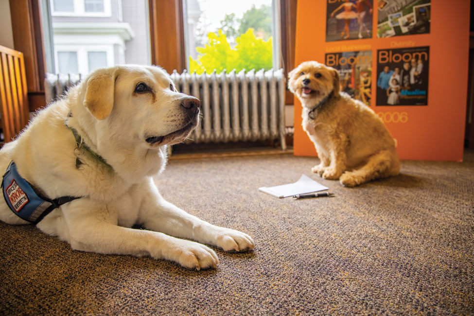 Ten Questions for Lucy The Famous Service Dog