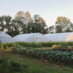 The IU Campus Farm: Food for Thought